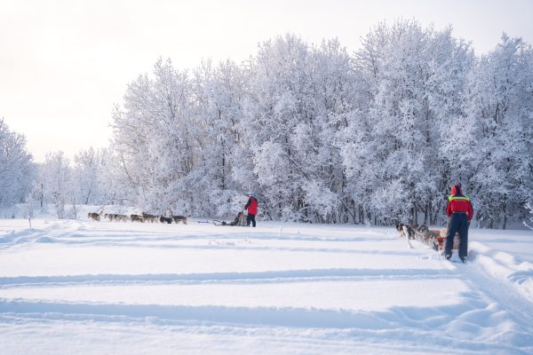 Trải nghiệm trượt xe chó kéo